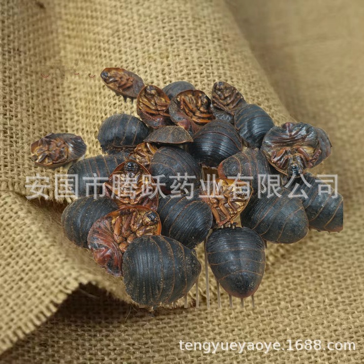 Dried Ground Beetle Tu Bie Chong 土鳖虫 Eupolyphaga Whole Insect Raw TCM Herb 500g - Image 2
