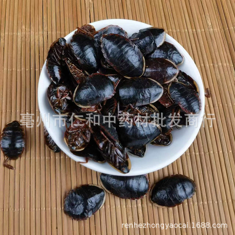 Golden Edge Ground Beetle Tu Bie Chong Dried Whole Insect Traditional Chinese Herb - Image 4