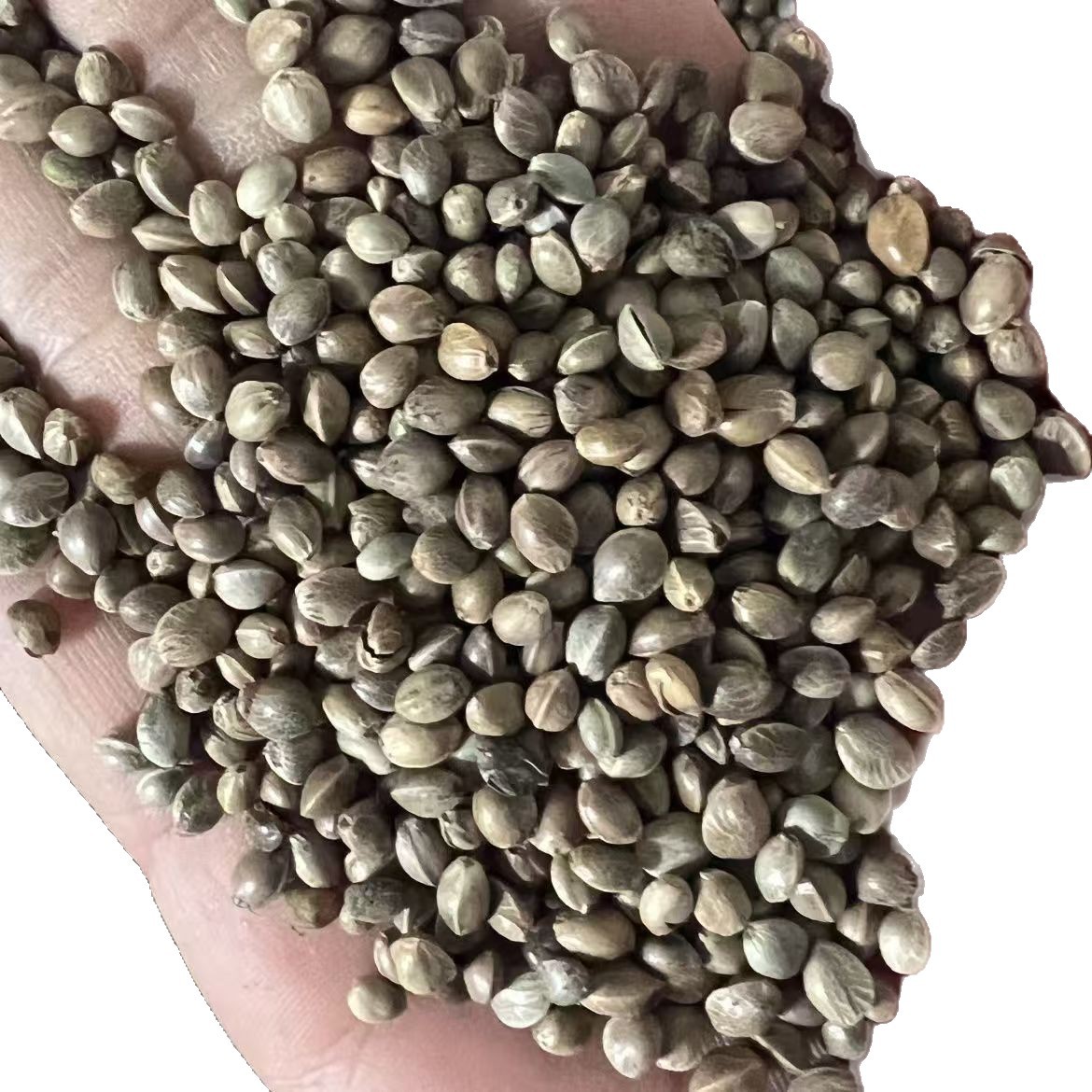 Huo Ma Ren Hemp Seed 500g Dried Huo Ma Zi Food Grade Raw Herb for Oil Pressing and Bird Feed - Image 5