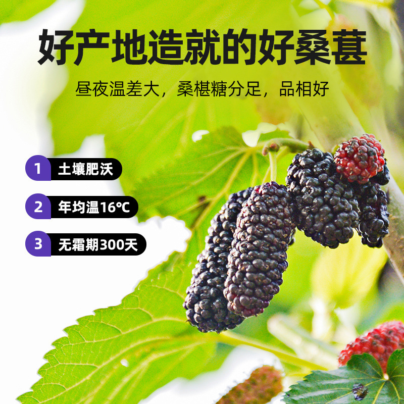 Dried Black Mulberry Fruit 200g Jar Ready to Eat Sang Shen Dried Mulberries for Tea and Snacks - Image 5