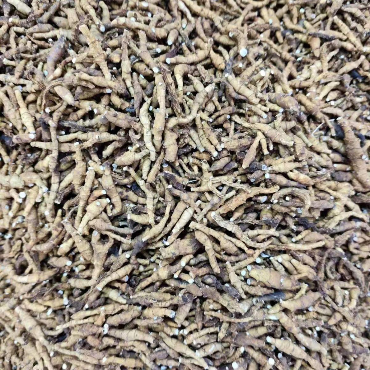 Jiu Jie Chang Pu (Anemone altaica) — Dried Rhizome, Powder Option, Food Herb - Image 2