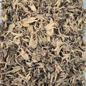 Shou Zhang Shen (Gymnadenia conopsea) — Tibetan Dried Hand-Palm Orchid Tubers, 4600m Nyingchi