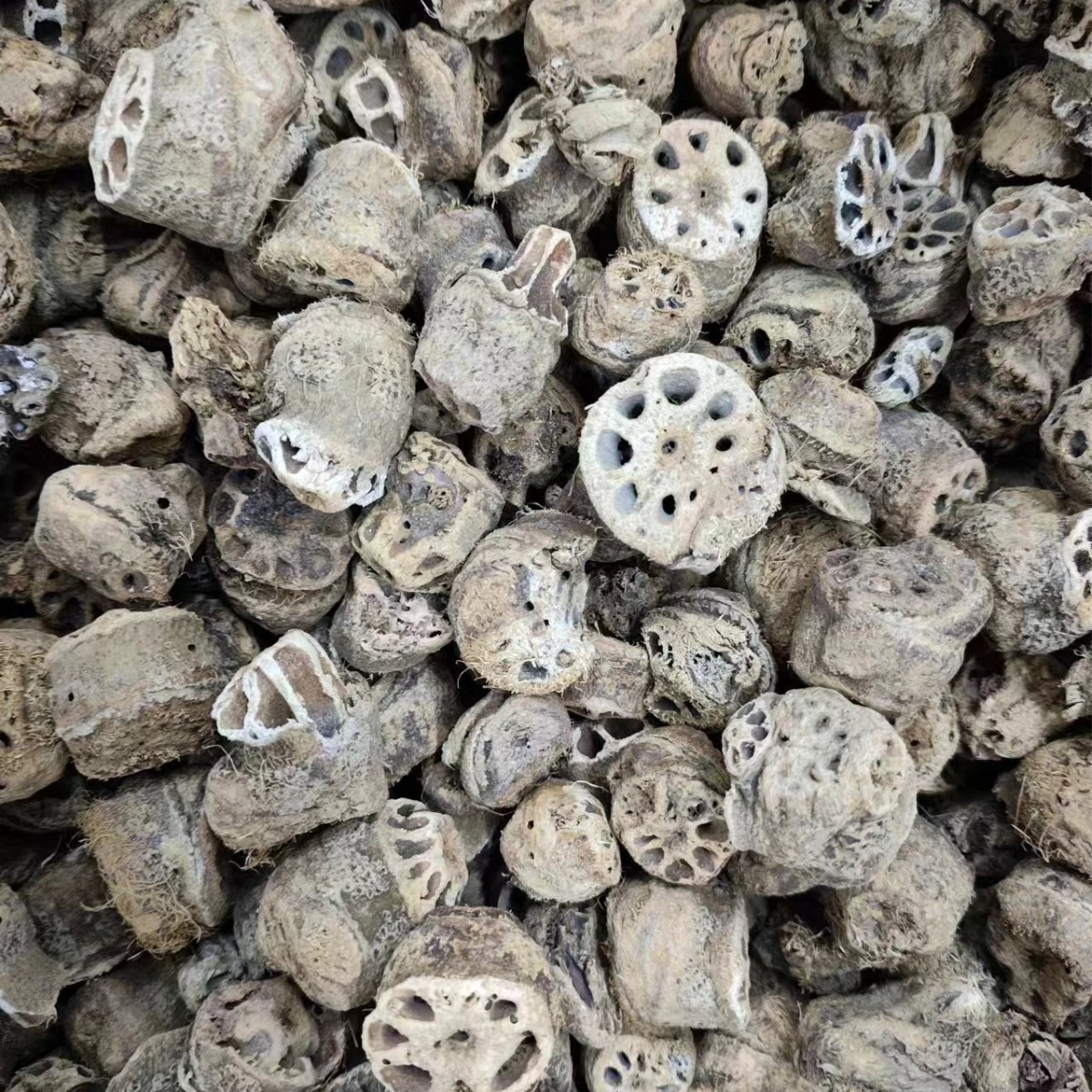 Ou Jie (Nelumbo nucifera) Lotus Rhizome Node — Dried Herbal Decoction Piece - Image 4