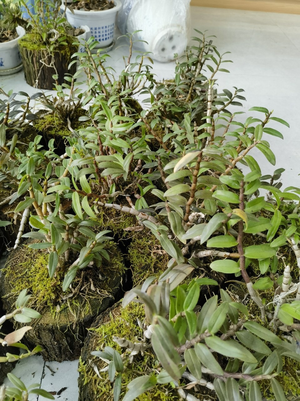 Huoshan Tie Pi Shi Hu Dendrobium Officinale Live Potted Orchid Indoor Decorative Green Plant - Image 2