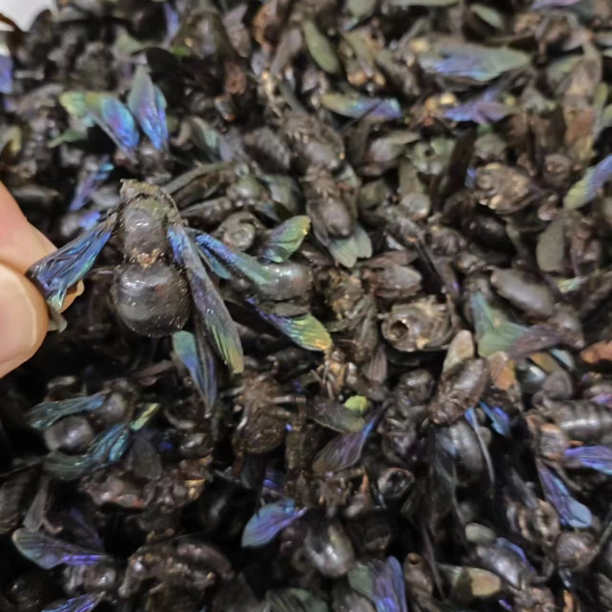 Zhu Feng (Bamboo Bee) — Dried Traditional Chinese Medicinal Insect, Sun-Dried Whole Body - Image 3