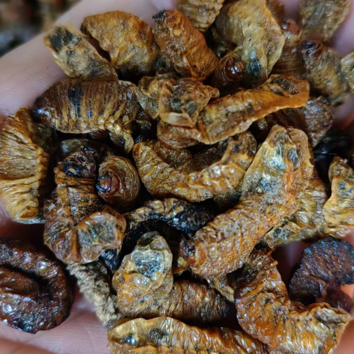 Qi Cao (Holotrichia diomphalia Larva) — Dried Insect Herb, 500g - Image 2