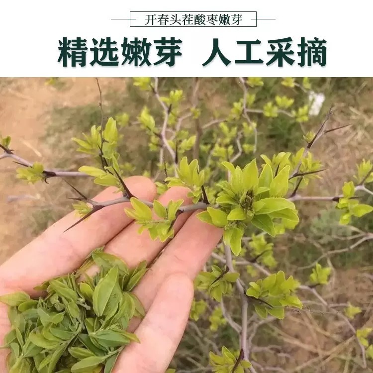 Suan Zao Ya Tea (Ziziphus jujuba var. spinosa) — First-Flush Wild Jujube Leaf & Bud Herbal Tea - Image 3