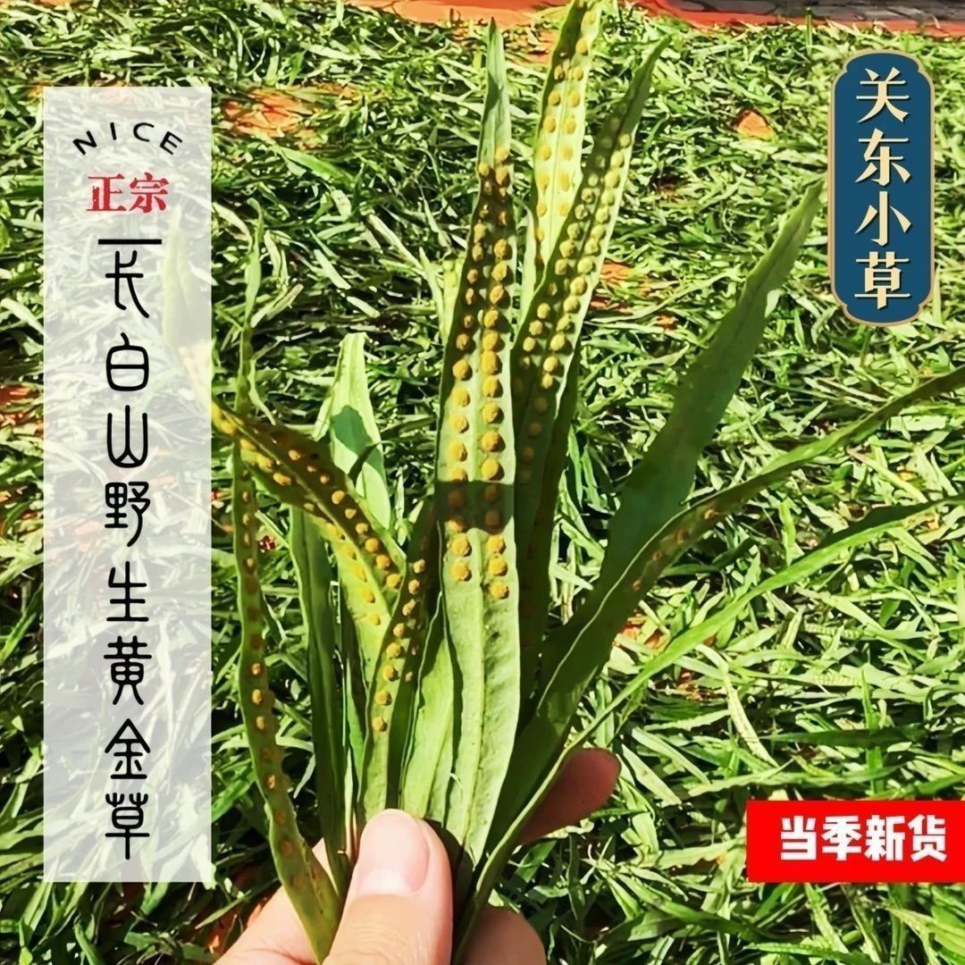 Shen Jing Cao Herbal Tea Wild Small Leaf 500g Men's Wellness Tea - Image 3