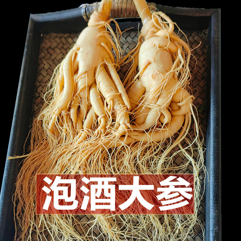 Fresh Changbai Mountain Ginseng Ren Shen Whole Root for Wine Infusion and Soup Making Gift Box - Image 3
