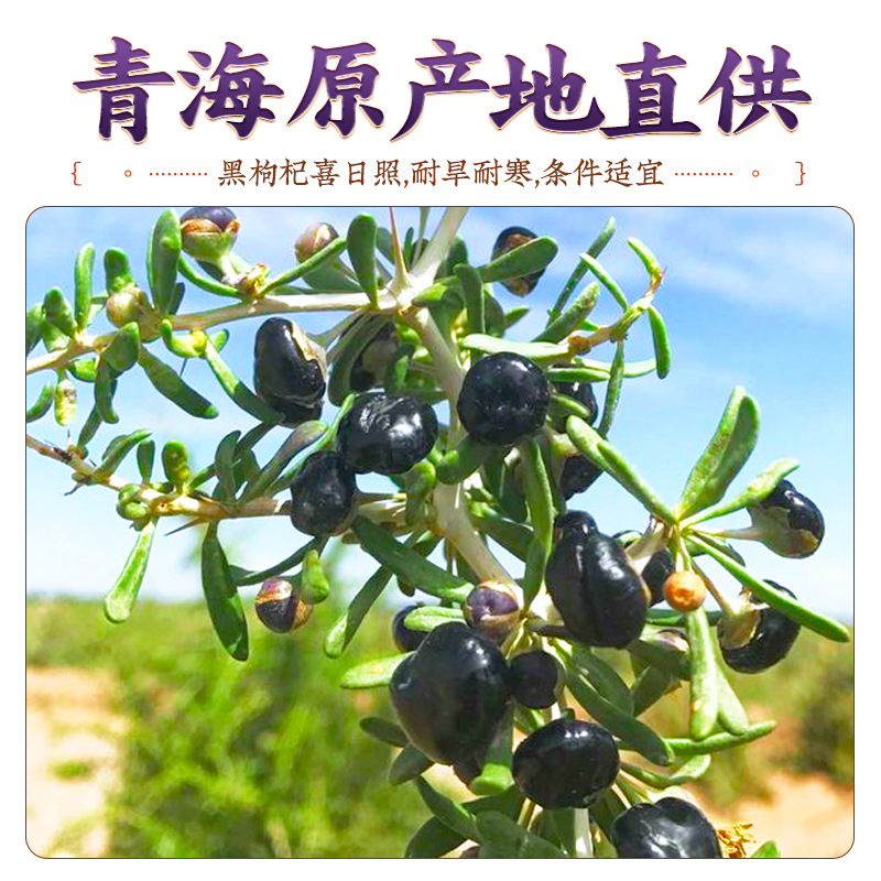 Dried Black Goji Berries 120g Jar Qinghai Black Wolfberry Fruit Ready to Eat - Image 2