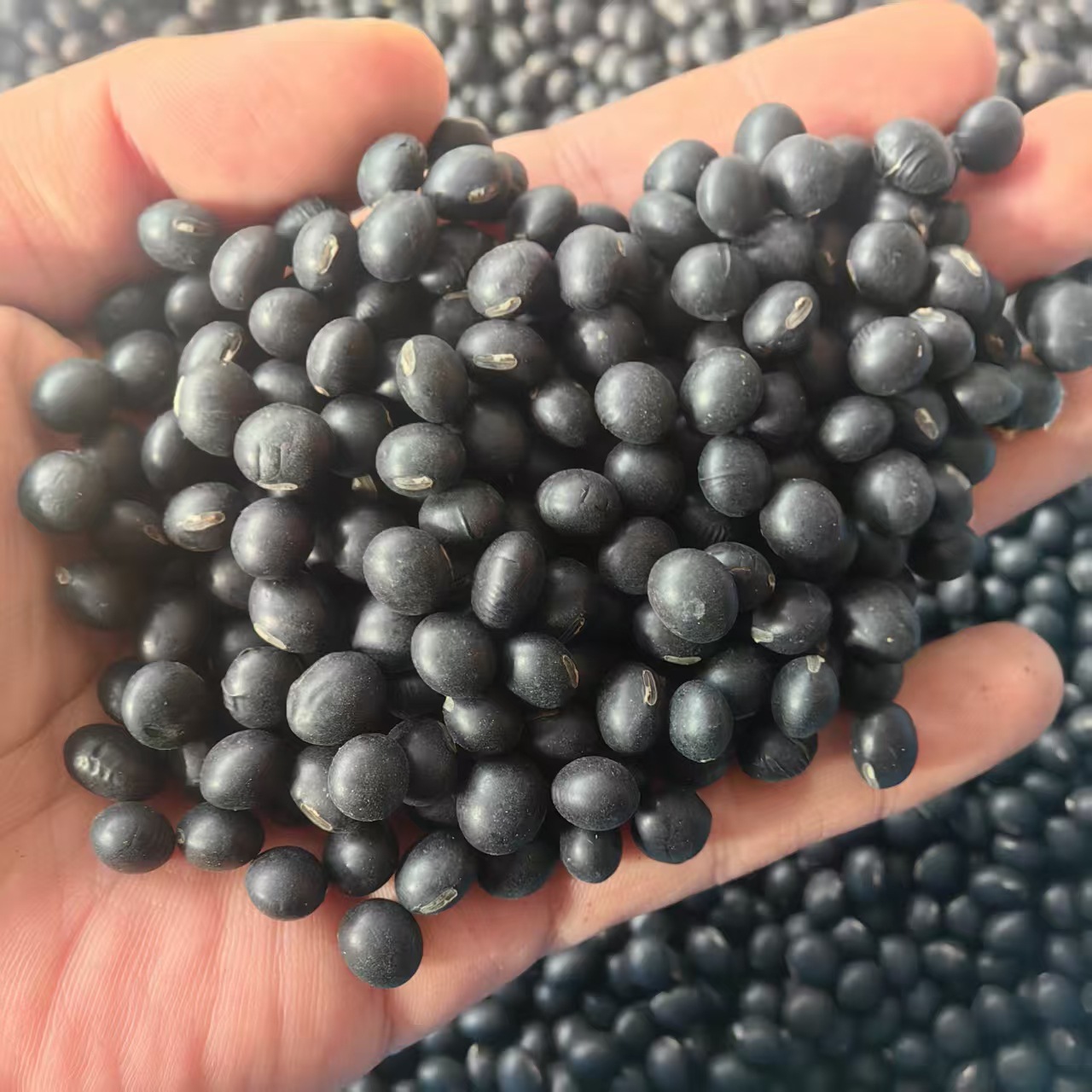 Northeast Yellow-Heart Black Beans Hei Dou 2025 New Season Dried Whole Beans for Cooking and Herbal Use - Image 3