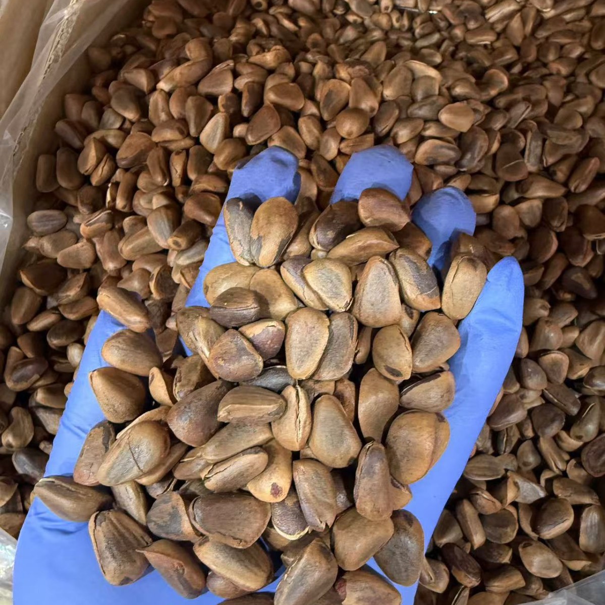 Northeast Open Shell Pine Nuts Hand Peeled Nut Kernels Fresh Snack Retail and Wholesale - Image 4