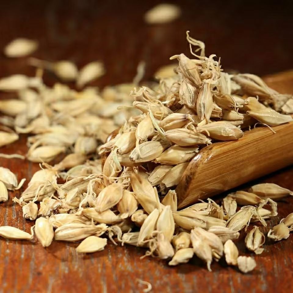 Raw Mai Ya Dried Barley Sprout Grain for Herbal Decoction and Tea 500g - Image 3