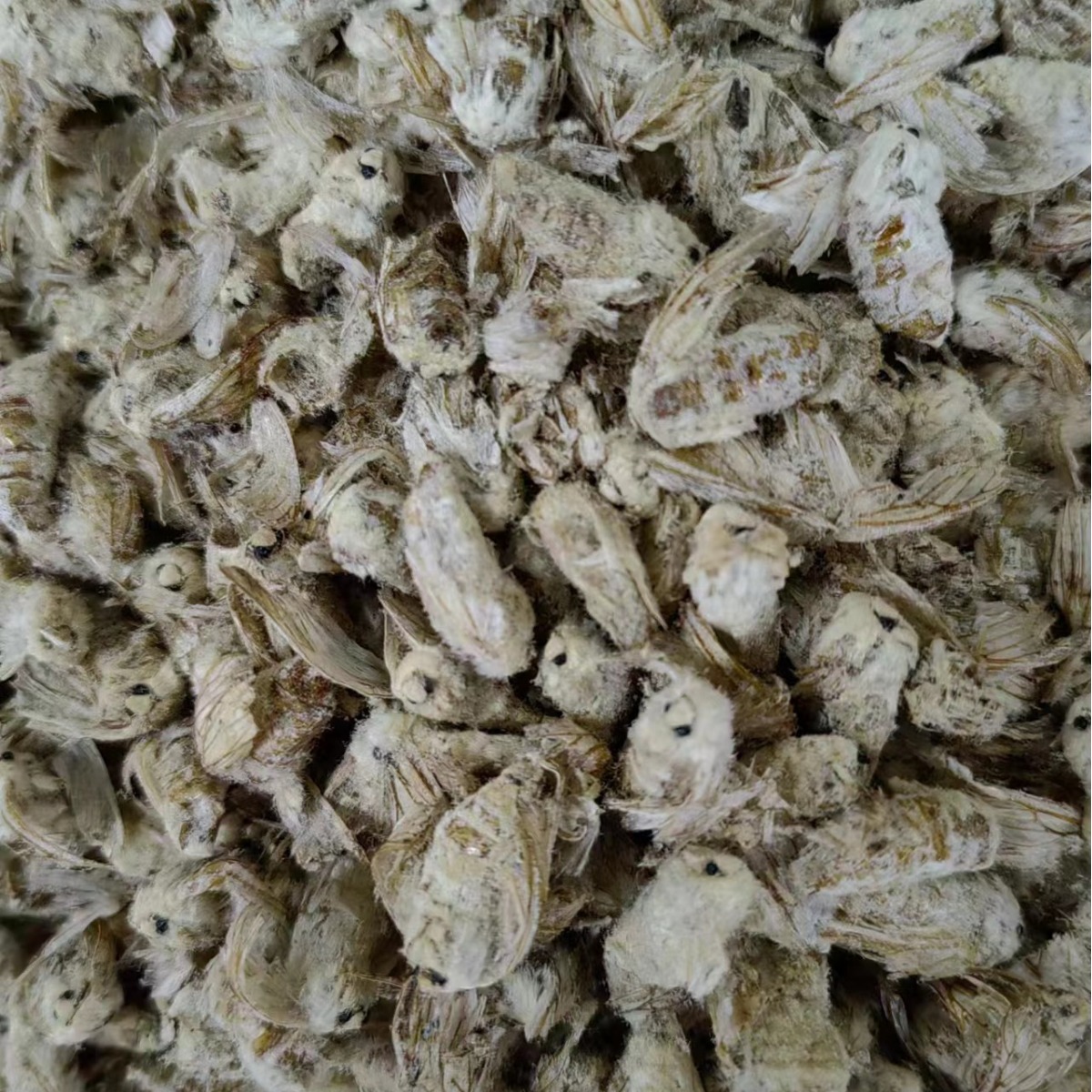 Male Silkworm Moth (Bombyx mori) — Dried TCM Herb, Food-Grade, 500g - Image 2