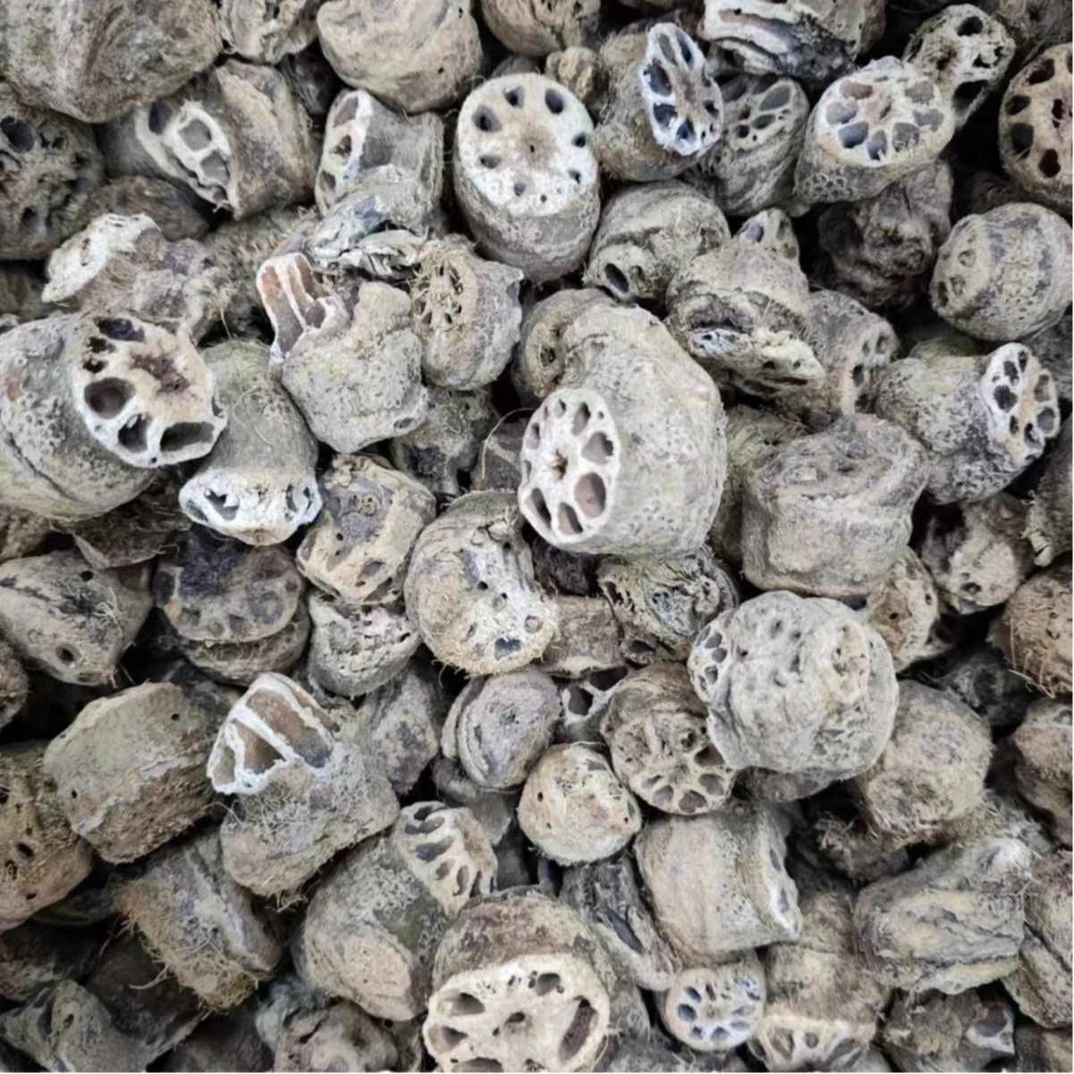 Ou Jie (Nelumbo nucifera) Lotus Rhizome Node — Dried Herbal Decoction Piece - Image 5