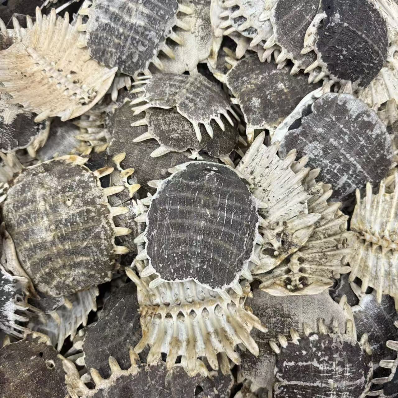 Dried Turtle Shell Bie Jia 500g Traditional Chinese Herb Sun-Dried Raw Material - Image 4