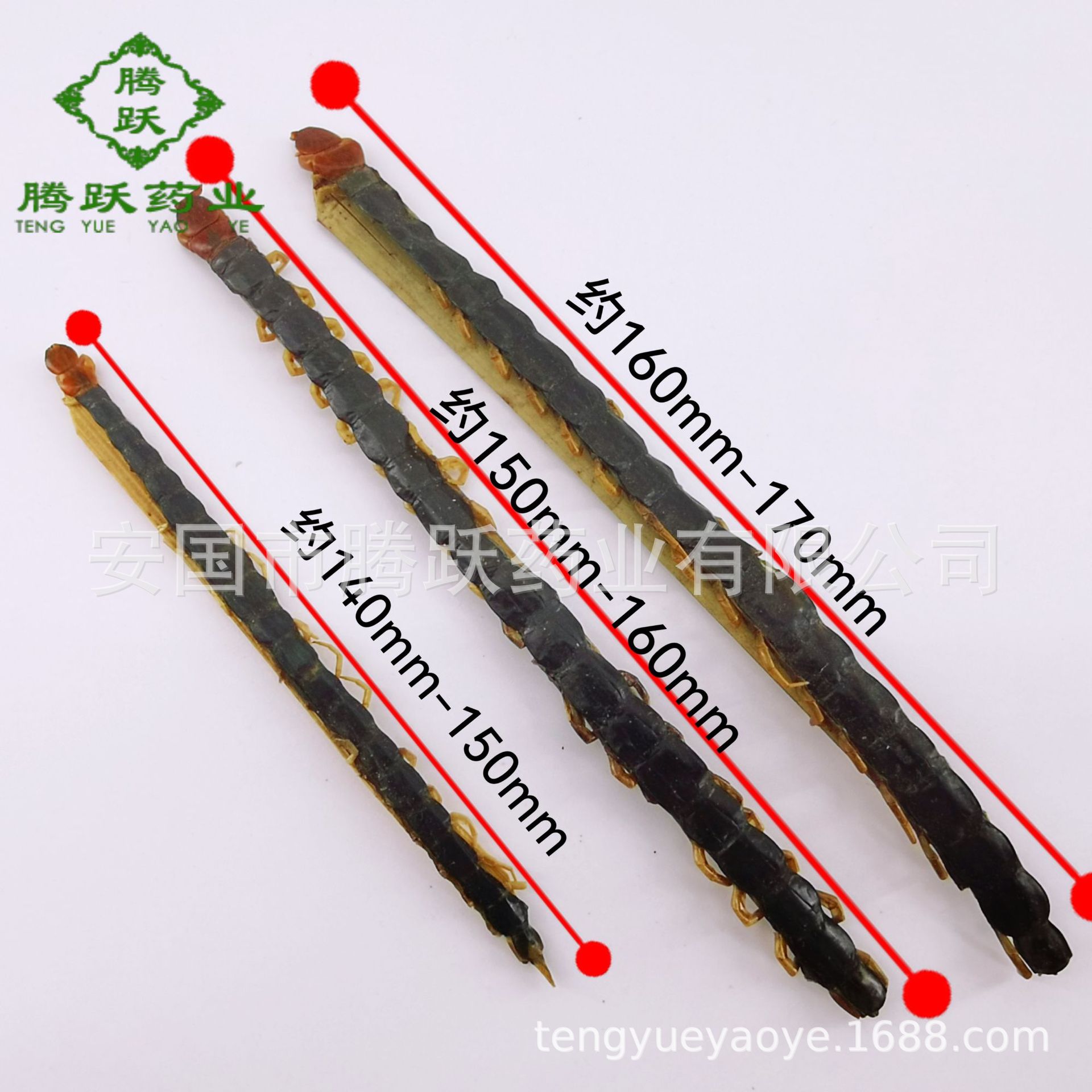 Dried Whole Centipede Wu Gong 500g Chinese Herbal Material Scolopendra Subspinipes Mutilans - Image 4