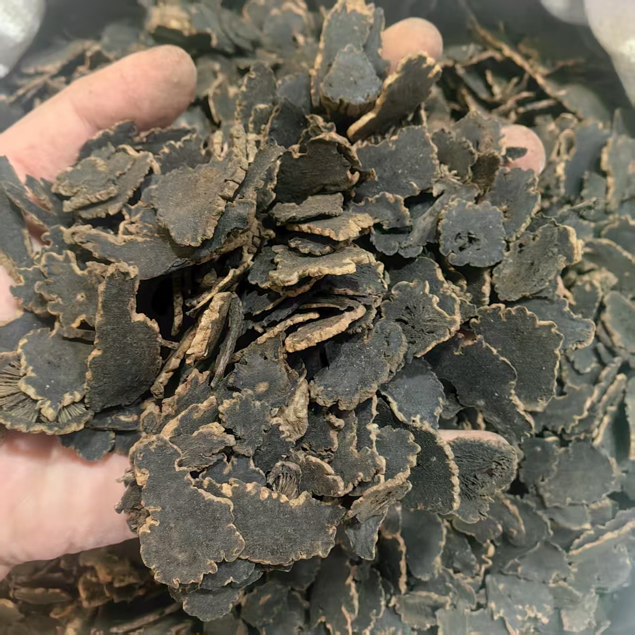 Xuan Shen Figwort Root Powder 500g Traditional Chinese Herb Scrophularia ningpoensis - Image 2