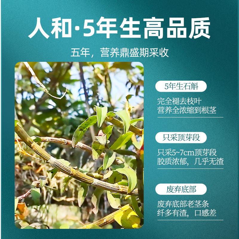 Dried Tiepi Shihu Dendrobium Fengdou 250g Gift Box Five Year Cultivated Zhejiang Origin - Image 4