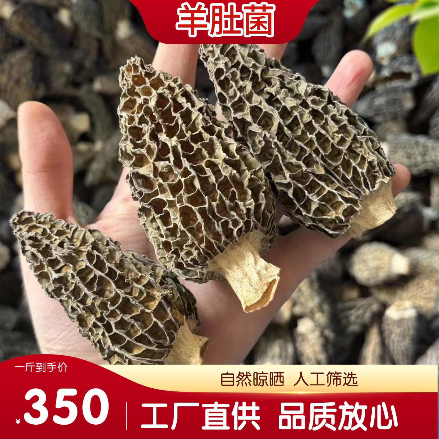 Fresh Morel Mushrooms Yang Du Jun 500g Jilin Origin Direct Supply - Image 4