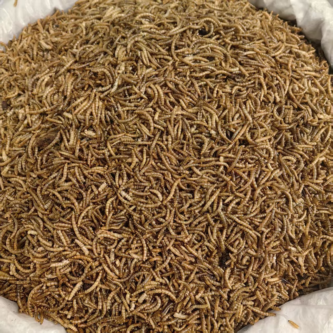 Dried Yellow Mealworms Tenebrio Molitor 500g Natural Sun Dried Feed for Ornamental Fish Birds and Hamsters - Image 4