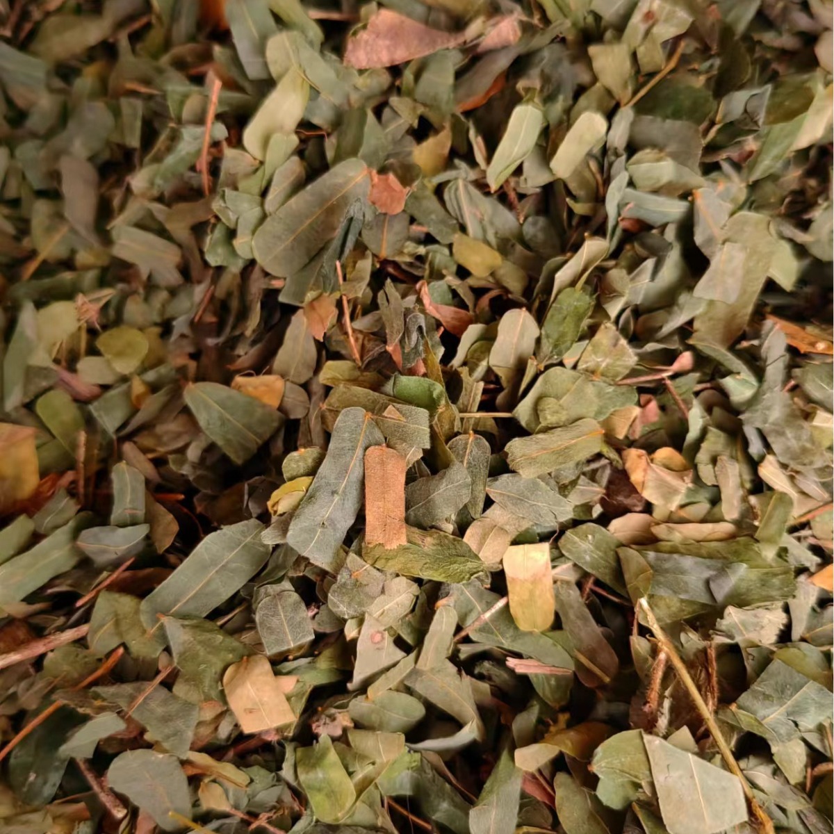 Ji Gu Cao (Abrus cantoniensis) — Dried Food Herb Vine for Herbal Tea & Soup - Image 4