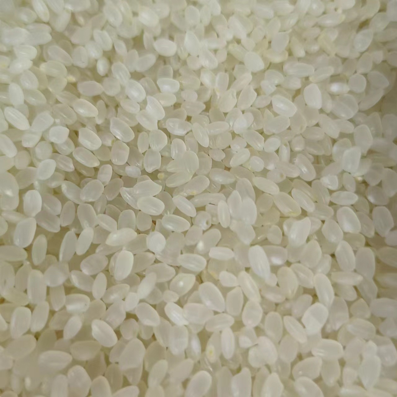 Japonica Rice (Oryza sativa japonica) — Dried Whole Grain for Congee & Herbal Soups - Image 5