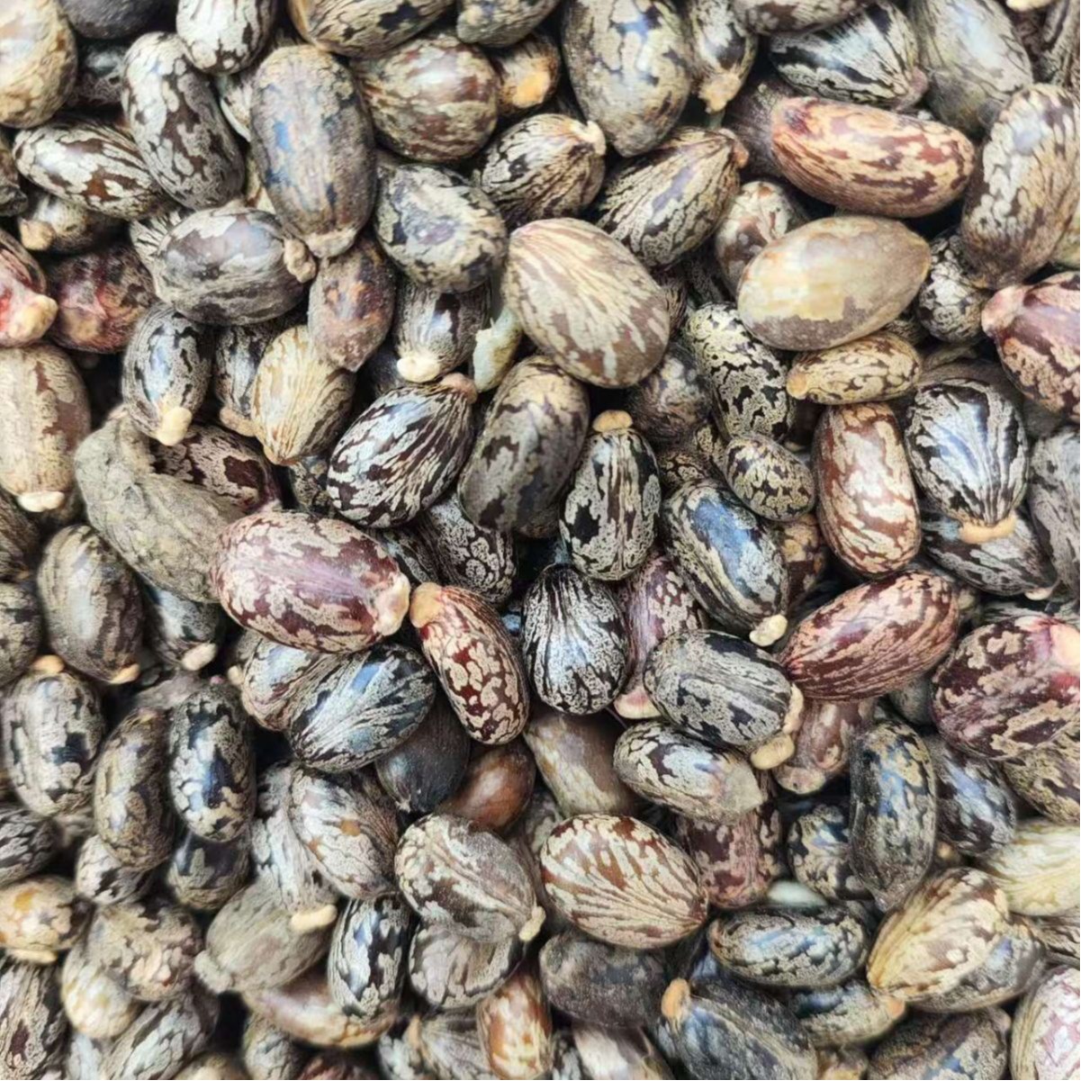 Castor Bean Seeds (Ricinus communis) — Dried Herbal Seed, 500g - Image 5