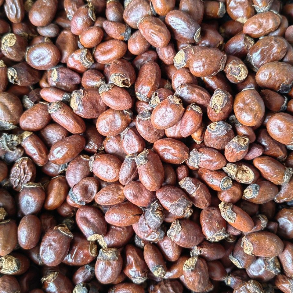 Lychee Seed (Litchi chinensis) — Dried Food Herb, Whole Seed & Powder - Image 2
