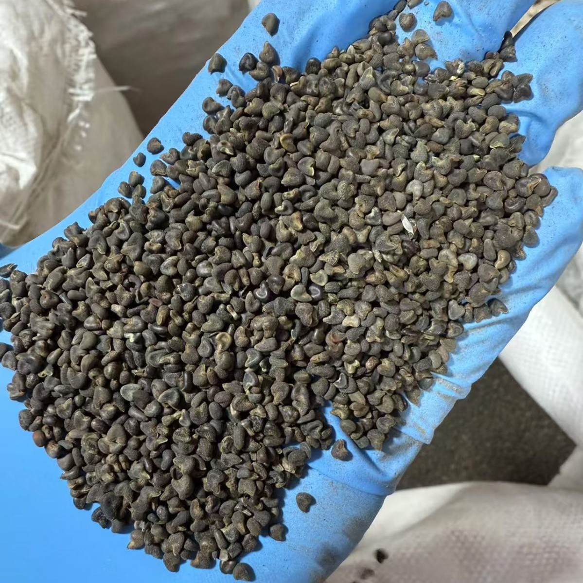 Dried Abutilon Seed Ma Guo Zi Qing Ma Zi Traditional Herbal Use 500g - Image 2
