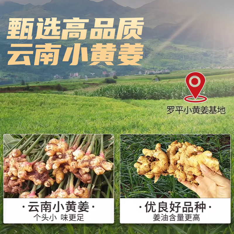 Yunnan Small Yellow Ginger Shredded Ginger Tea Jiang Si 250g x 4 Jars Dried Ginger for Brewing - Image 5