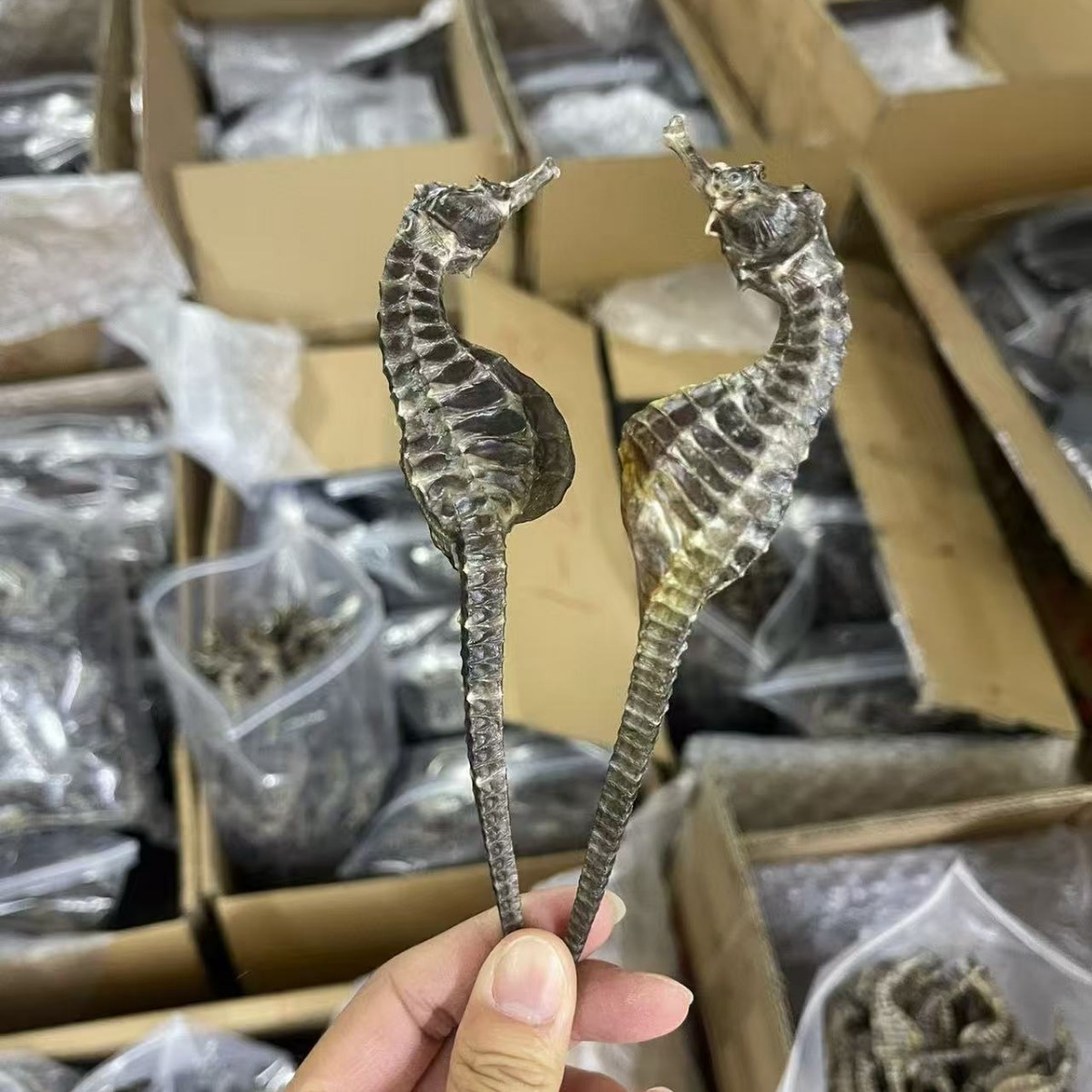 Dried Seahorse for Soup and Wine Soaking Traditional Chinese Tonic 0.5-5g Sizes - Image 2