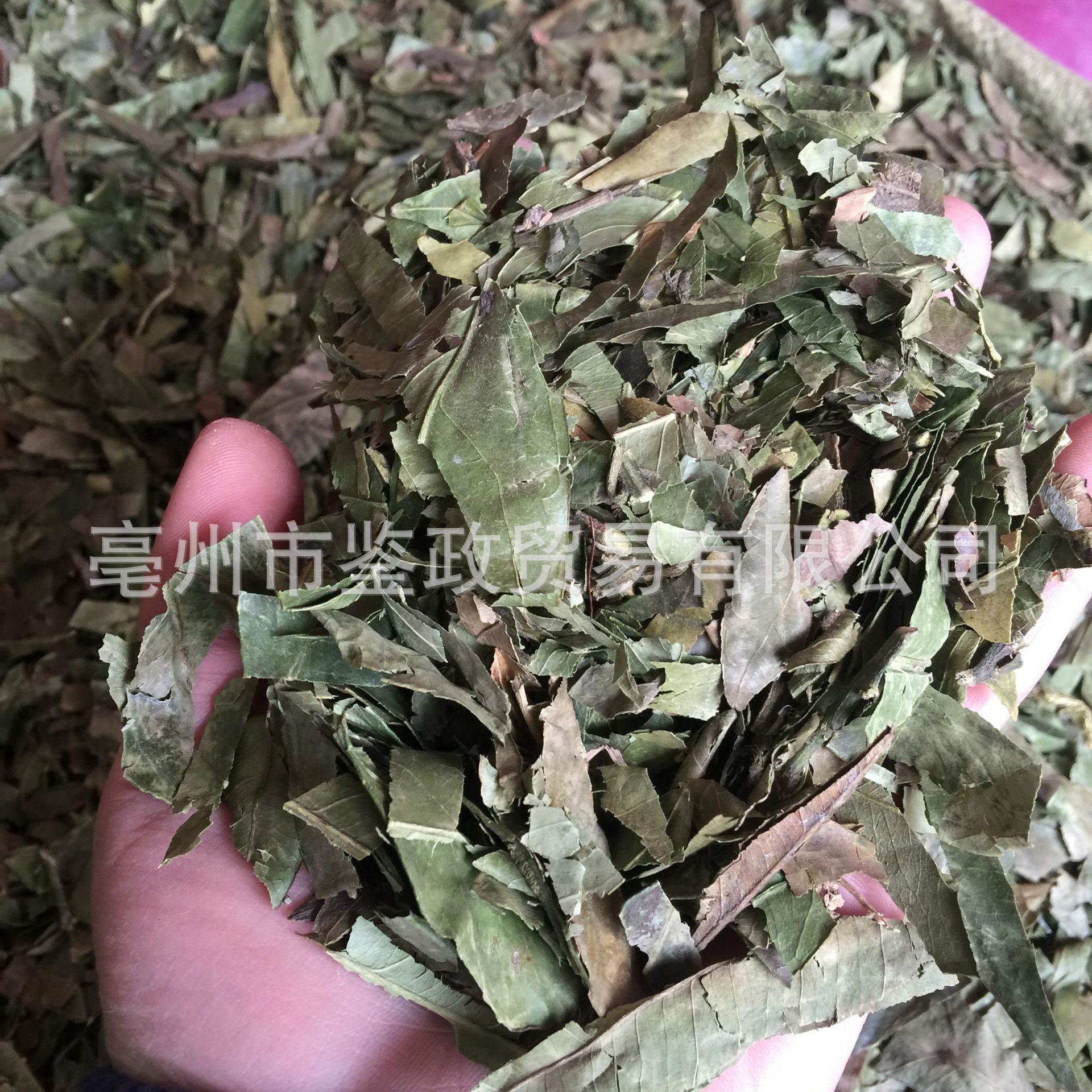 Dried Tangerine Leaf Ye Zi Loose Raw Herb 500g for Decoction and Tea - Image 3