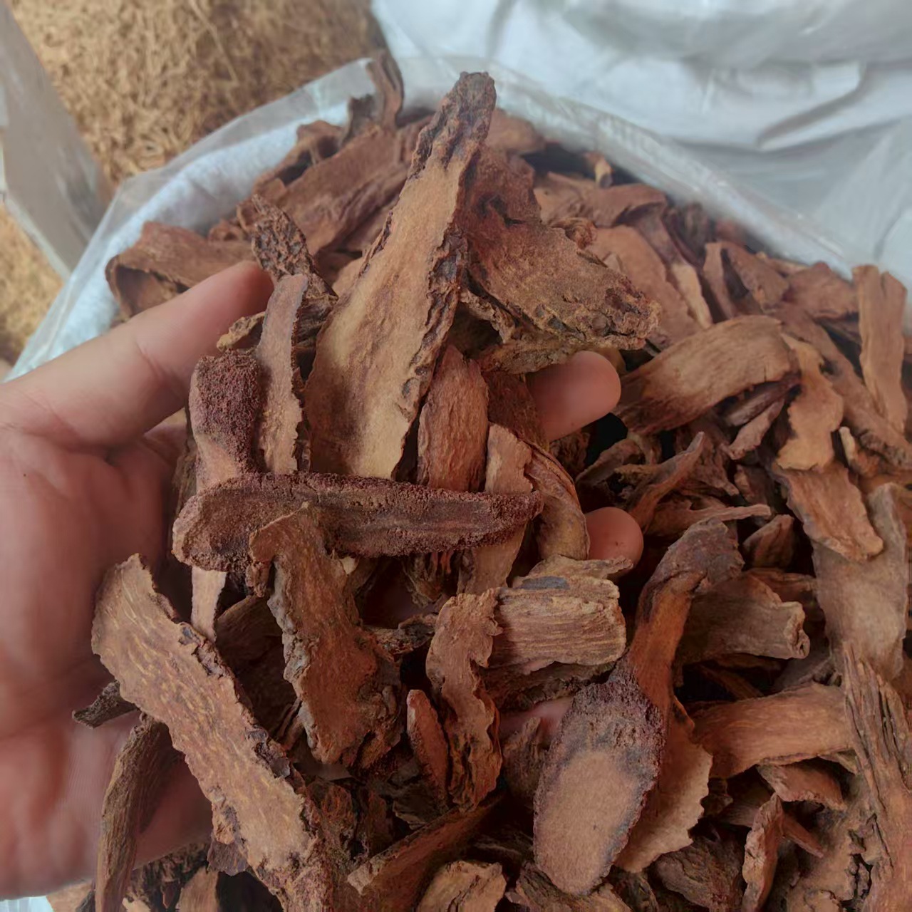 Cynomorium Slices Suo Yang 500g Dried Herbal Decoction Pieces Sun Dried - Image 2