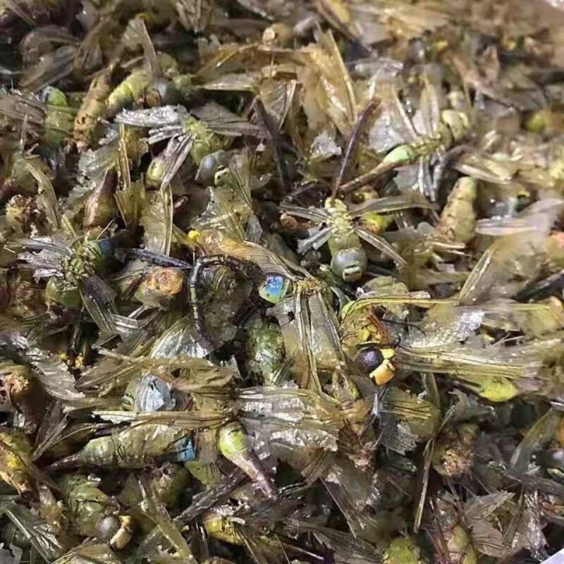 Dragonfly (Anisoptera) Dried Edible Insect — 500g Food-Grade Whole Dragonflies - Image 5