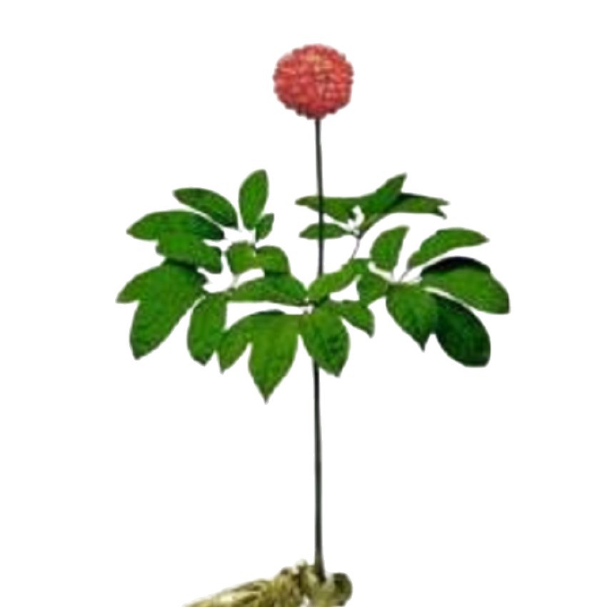 Ginseng Flower Tea Ren Shen Hua 500g Dried Herbal Buds for Daily Infusion - Image 5