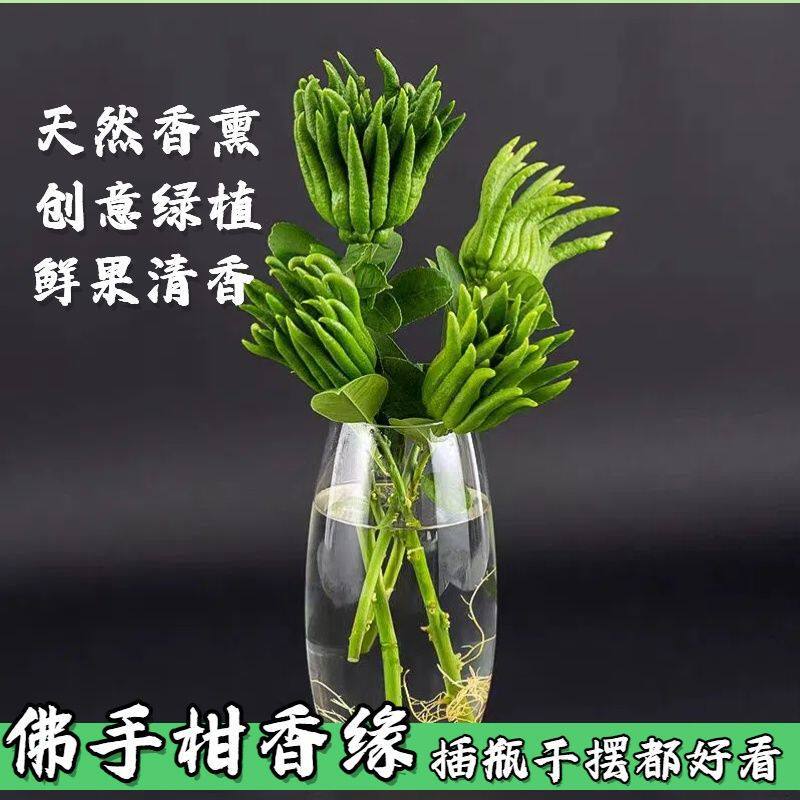 Fresh Buddha Hand Citrus Fruit Fragrant Desktop Display Indoor Ornamental Fingered Citron - Image 3