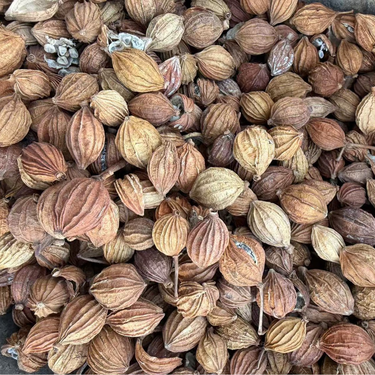 Dried Xiang Sha Spice Amomum Fruit 500g Premium Grade for Herbal Soups and Culinary Use - Image 3