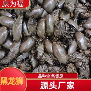 Golden-Edged Diving Beetle (龙虱) — Dried Edible Insect, Traditional Food-Use Ingredient