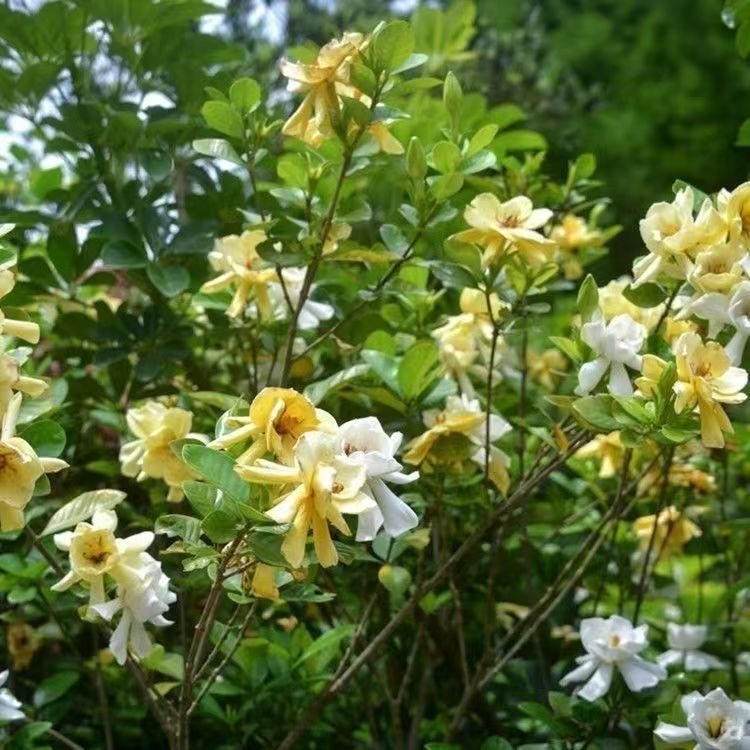 Dried Gardenia Flower Zhi Zi Hua Loose Herbal Flowers for Tea Sachet Filling and Powder 500g - Image 2