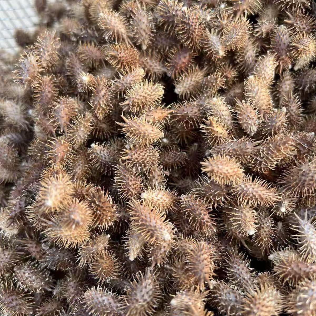 Cang Er Zi Powder Xanthium Fruit 500g Ultra Fine Ground Traditional Chinese Herb - Image 2