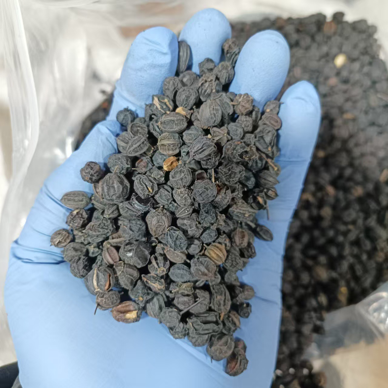 Dried Acanthopanax Senticosus Seeds Ci Wu Jia Zi Herbal Tea Ingredient 500g - Image 3