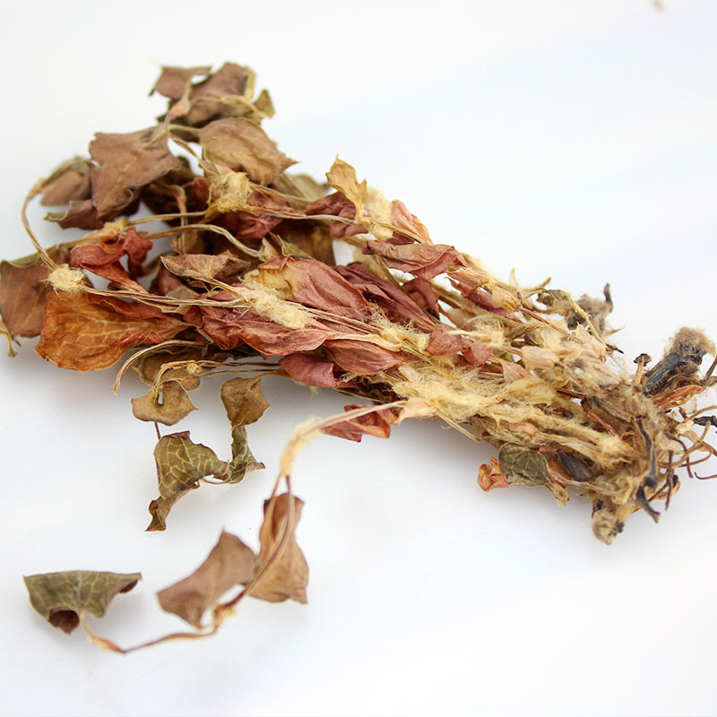 Jin Xian Lian (Anoectochilus roxburghii) — Whole-Stem Red Cloud Orchid Herb, Food-Grade Dried Botanical - Image 2