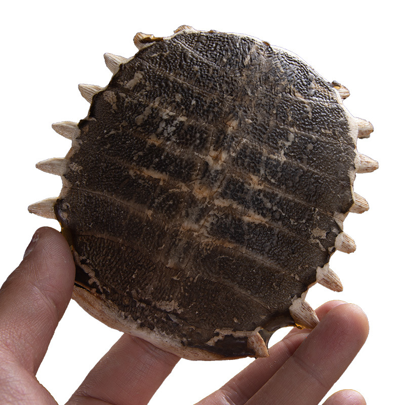 Whole Turtle Shell Bie Jia 鳖甲 Dried Chinese Herbal Material for Decoction or Grinding 1 Piece 11-12 cm - Image 5
