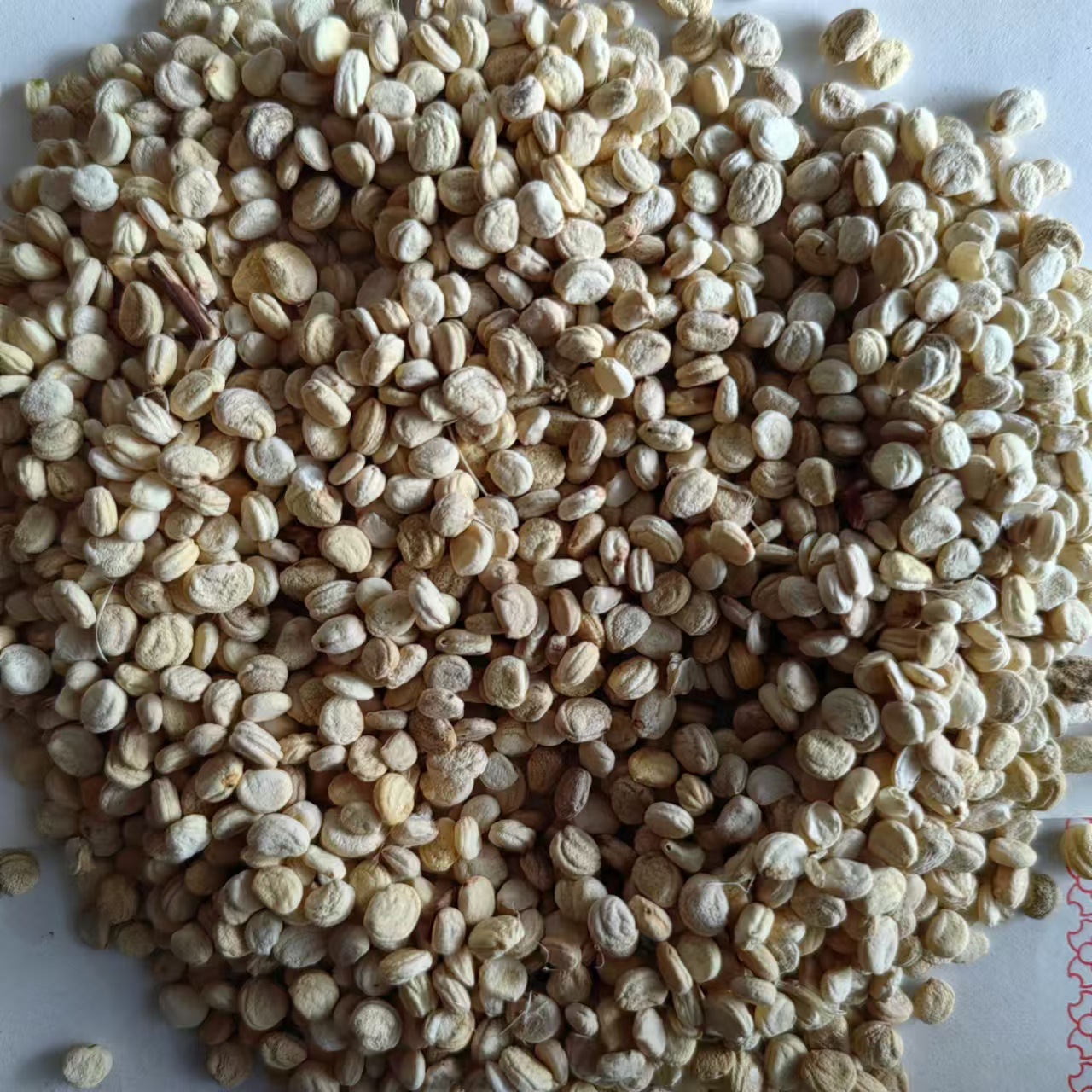 Dried Ginseng Seeds Large Plump White Ren Shen Zi 250g for Cooking and Herbal Soups - Image 2