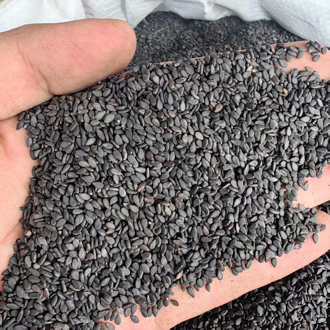Black Sesame Seeds Hei Zhi Ma 500g Ready to Eat Plump Dried Seeds - Image 2