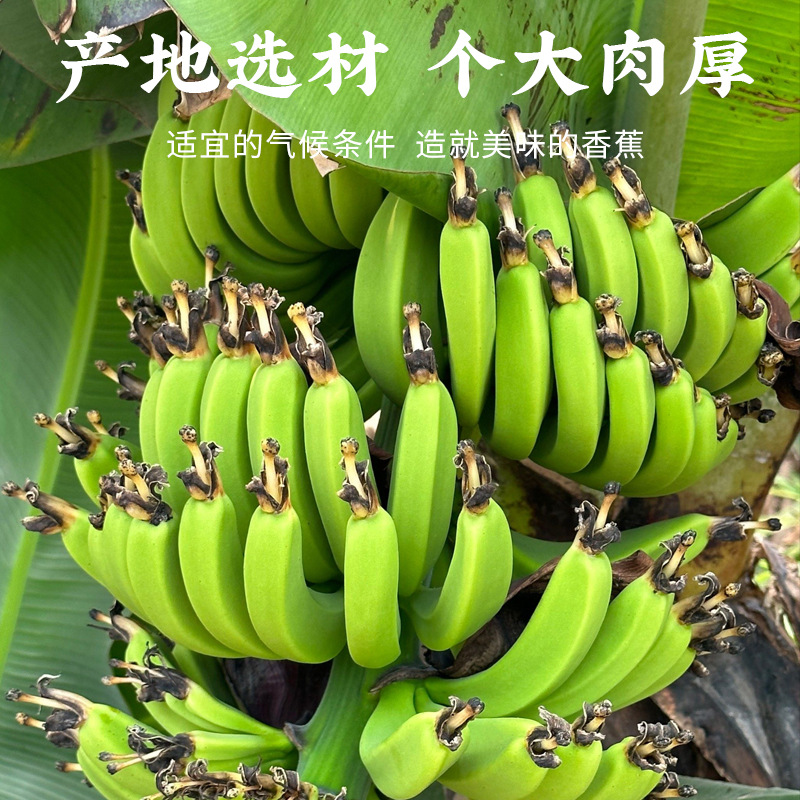 Dried Banana Chips 100g Bag Sweet Banana Slices Office Snack for Movie Nights and Everyday Snacking - Image 3
