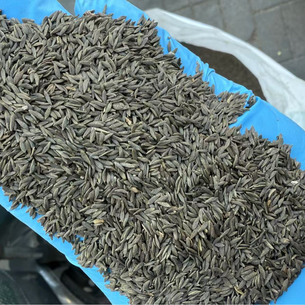 Black Lettuce Seeds Raw Edible Agricultural Product 1 Jin Pack - Image 4
