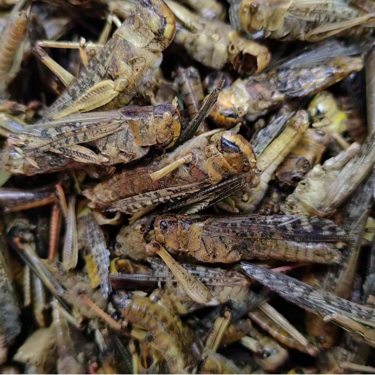 Dried Locust (Grasshopper) — Traditional Chinese Insect Herb, 500g - Image 5