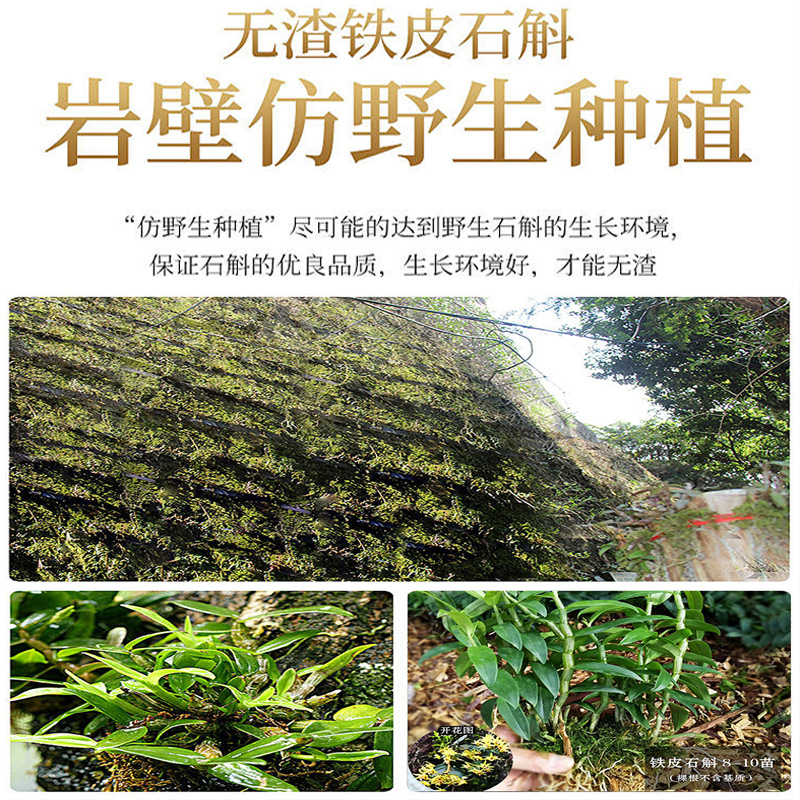 Premium Dendrobium Officinale Feng Dou Tie Pi Shi Hu Dried Stems 250g Traditional TCM Herbal Tea and Soup Ingredient - Image 4